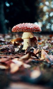 Preview wallpaper fly agaric, mushroom, red, foliage, closeup