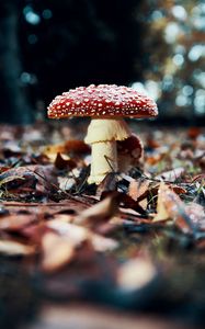 Preview wallpaper fly agaric, mushroom, red, foliage, closeup