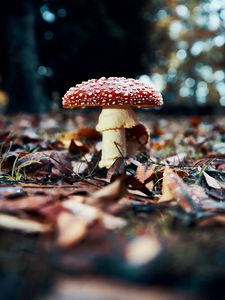 Preview wallpaper fly agaric, mushroom, red, foliage, closeup