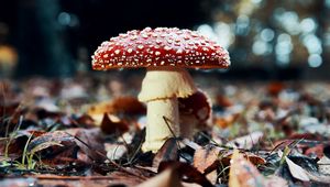 Preview wallpaper fly agaric, mushroom, red, foliage, closeup