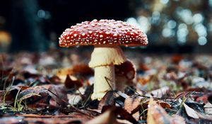 Preview wallpaper fly agaric, mushroom, red, foliage, closeup