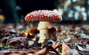 Preview wallpaper fly agaric, mushroom, red, foliage, closeup
