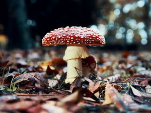 Preview wallpaper fly agaric, mushroom, red, foliage, closeup