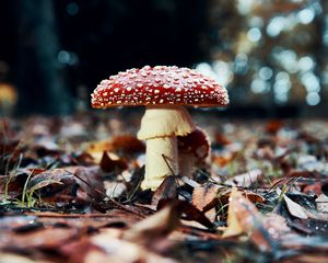 Preview wallpaper fly agaric, mushroom, red, foliage, closeup