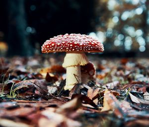 Preview wallpaper fly agaric, mushroom, red, foliage, closeup