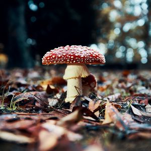 Preview wallpaper fly agaric, mushroom, red, foliage, closeup