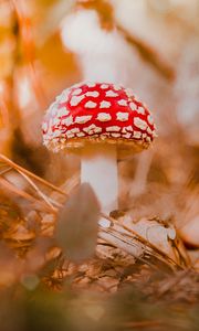 Preview wallpaper fly agaric, mushroom, red, macro