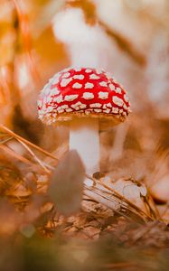 Preview wallpaper fly agaric, mushroom, red, macro