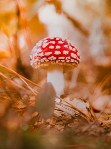 Preview wallpaper fly agaric, mushroom, red, macro