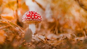 Preview wallpaper fly agaric, mushroom, red, macro