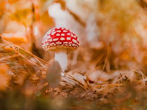 Preview wallpaper fly agaric, mushroom, red, macro