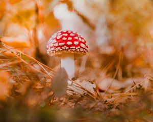 Preview wallpaper fly agaric, mushroom, red, macro