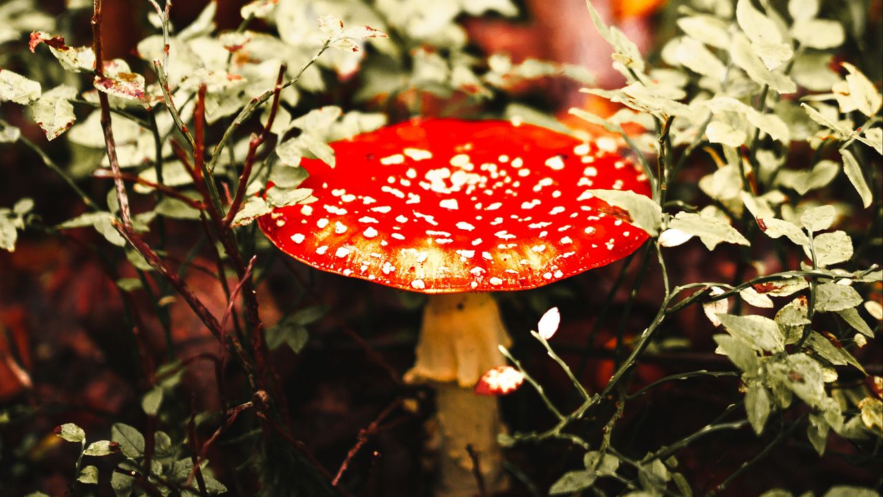 Wallpaper fly agaric, mushroom, red, spotted, macro
