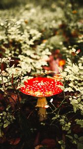 Preview wallpaper fly agaric, mushroom, red, spotted, macro