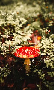 Preview wallpaper fly agaric, mushroom, red, spotted, macro