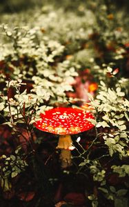 Preview wallpaper fly agaric, mushroom, red, spotted, macro