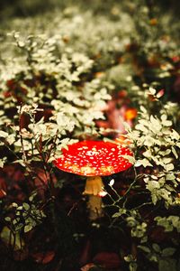 Preview wallpaper fly agaric, mushroom, red, spotted, macro