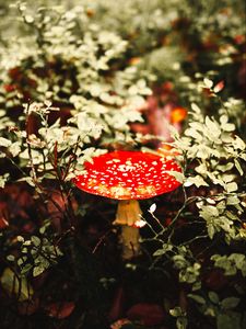 Preview wallpaper fly agaric, mushroom, red, spotted, macro