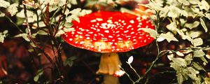 Preview wallpaper fly agaric, mushroom, red, spotted, macro