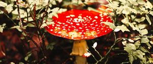 Preview wallpaper fly agaric, mushroom, red, spotted, macro