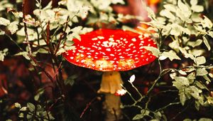 Preview wallpaper fly agaric, mushroom, red, spotted, macro