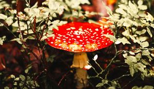 Preview wallpaper fly agaric, mushroom, red, spotted, macro