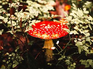 Preview wallpaper fly agaric, mushroom, red, spotted, macro