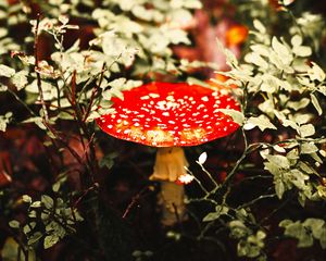 Preview wallpaper fly agaric, mushroom, red, spotted, macro