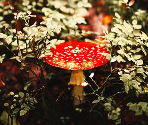 Preview wallpaper fly agaric, mushroom, red, spotted, macro