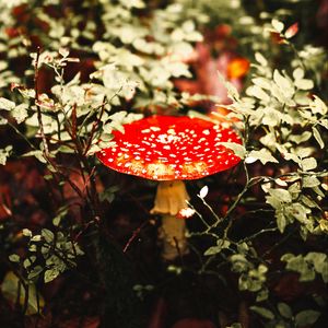 Preview wallpaper fly agaric, mushroom, red, spotted, macro