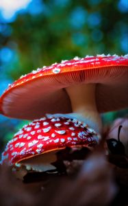 Preview wallpaper fly agaric, mushrooms, macro, blur