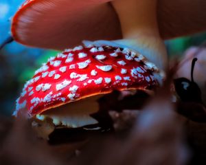 Preview wallpaper fly agaric, mushrooms, macro, blur