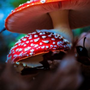 Preview wallpaper fly agaric, mushrooms, macro, blur