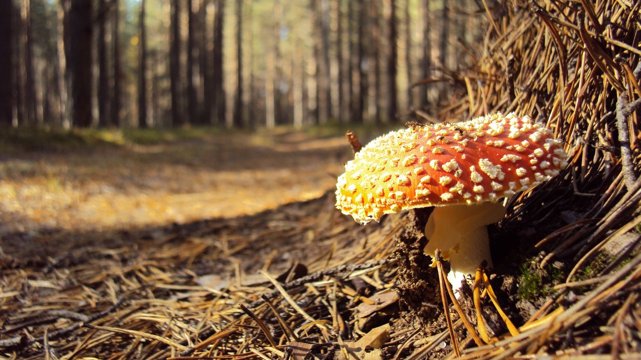 Wallpaper fly agaric, needles, red, impregnations