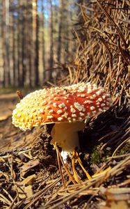 Preview wallpaper fly agaric, needles, red, impregnations