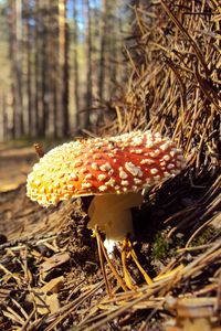 Preview wallpaper fly agaric, needles, red, impregnations