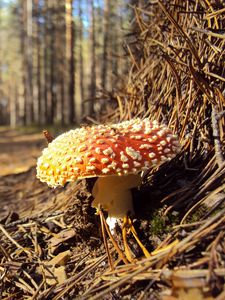 Preview wallpaper fly agaric, needles, red, impregnations