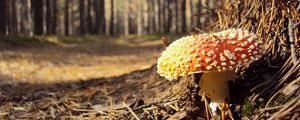 Preview wallpaper fly agaric, needles, red, impregnations