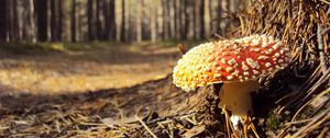 Preview wallpaper fly agaric, needles, red, impregnations