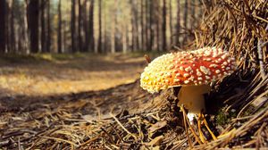 Preview wallpaper fly agaric, needles, red, impregnations