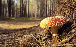 Preview wallpaper fly agaric, needles, red, impregnations