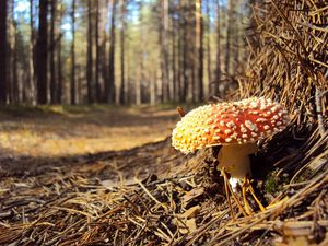 Preview wallpaper fly agaric, needles, red, impregnations