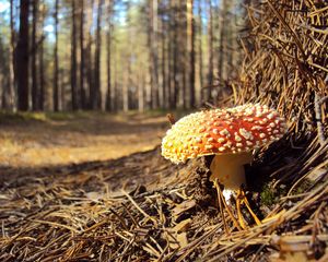 Preview wallpaper fly agaric, needles, red, impregnations