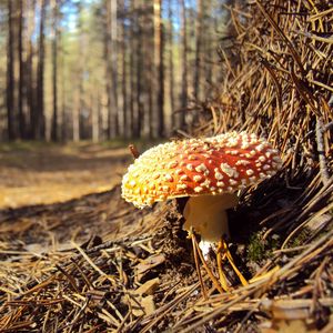 Preview wallpaper fly agaric, needles, red, impregnations