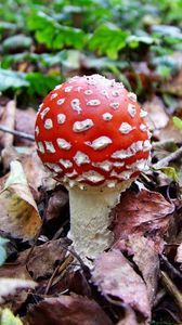 Preview wallpaper fly agaric, white, red, poisonous