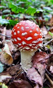 Preview wallpaper fly agaric, white, red, poisonous