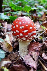 Preview wallpaper fly agaric, white, red, poisonous