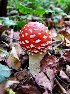 Preview wallpaper fly agaric, white, red, poisonous