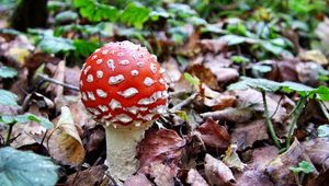 Preview wallpaper fly agaric, white, red, poisonous