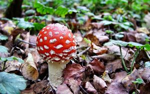 Preview wallpaper fly agaric, white, red, poisonous